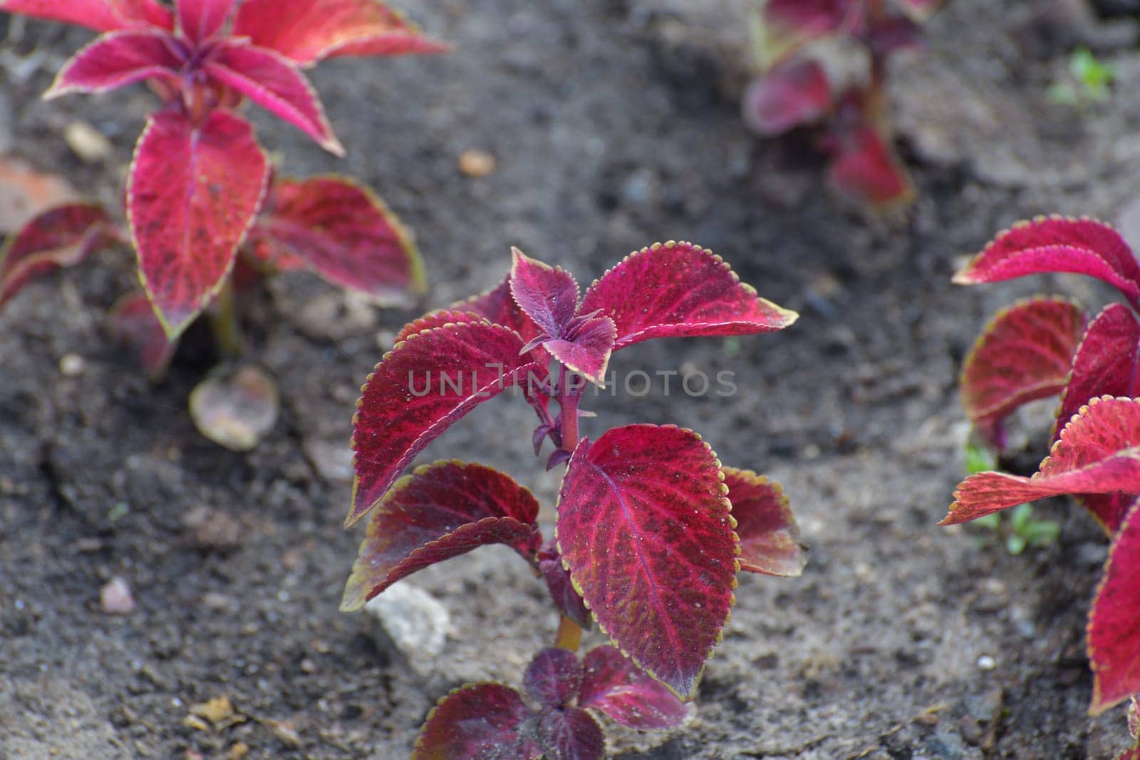 Coleus is an ornamental herbaceous plant used for landscaping gardens. by olgavolodina