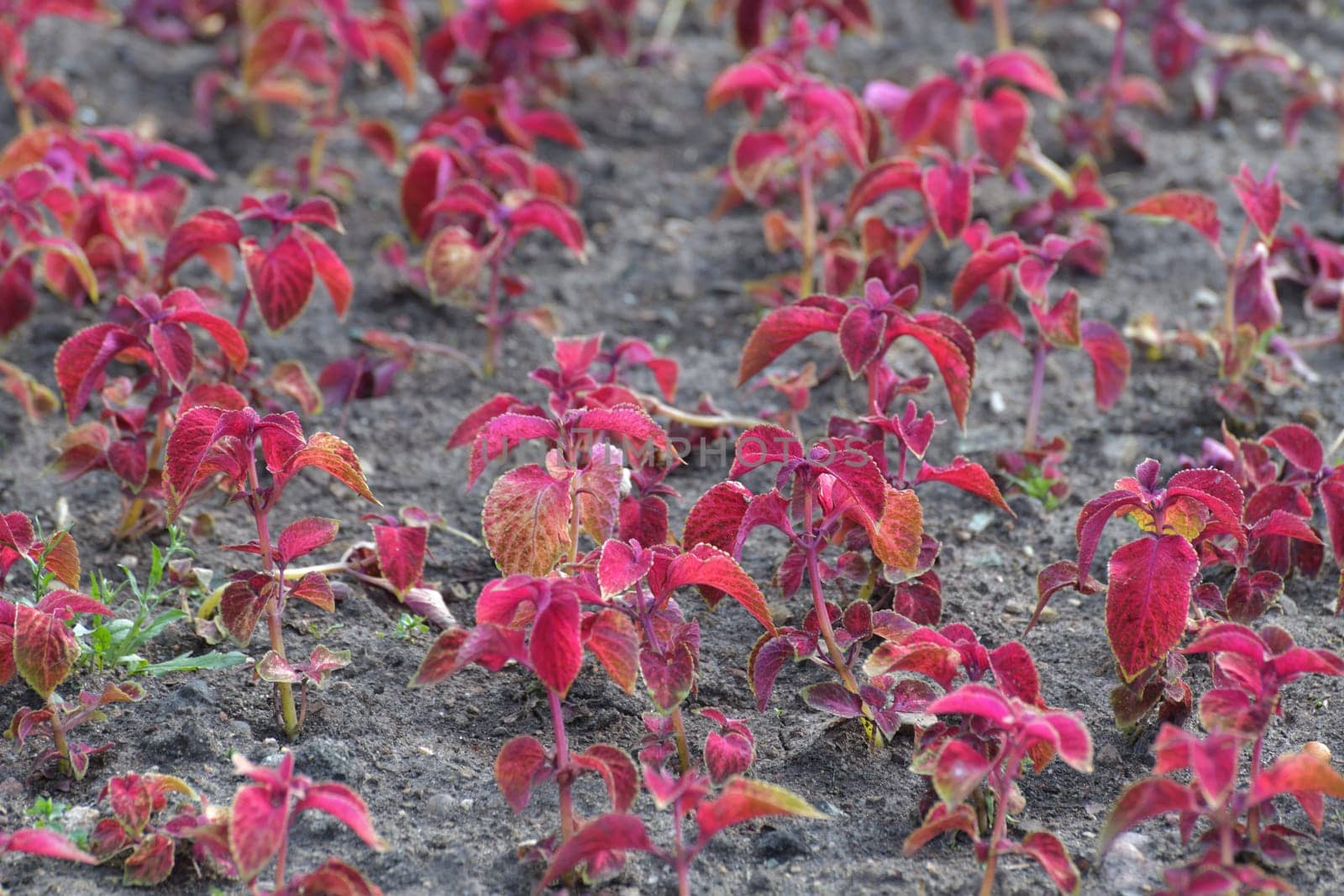 Coleus is ornamental herbaceous plant used for landscaping gardens.