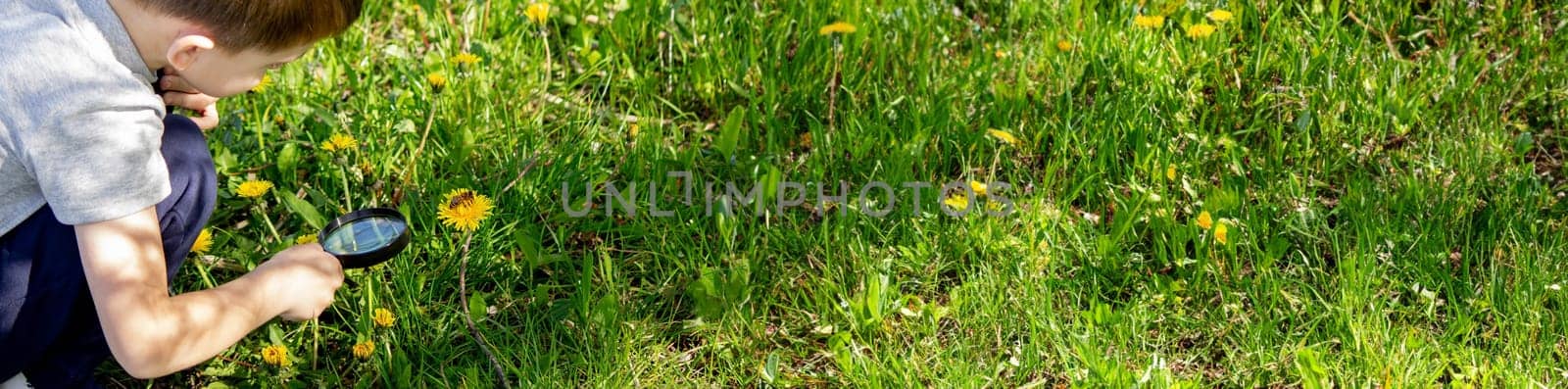 the boy looks at the flower through a magnifying glass. selective focus