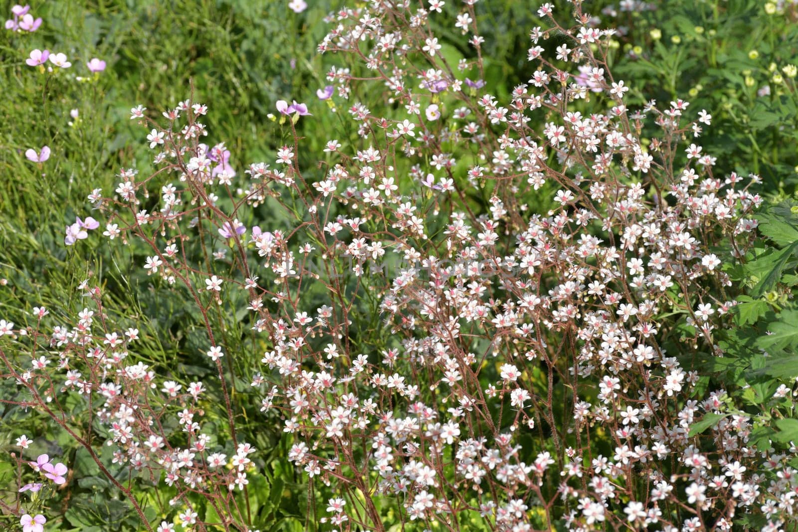 Saxifraga is ornamental herbaceous plant used for landscaping gardens.