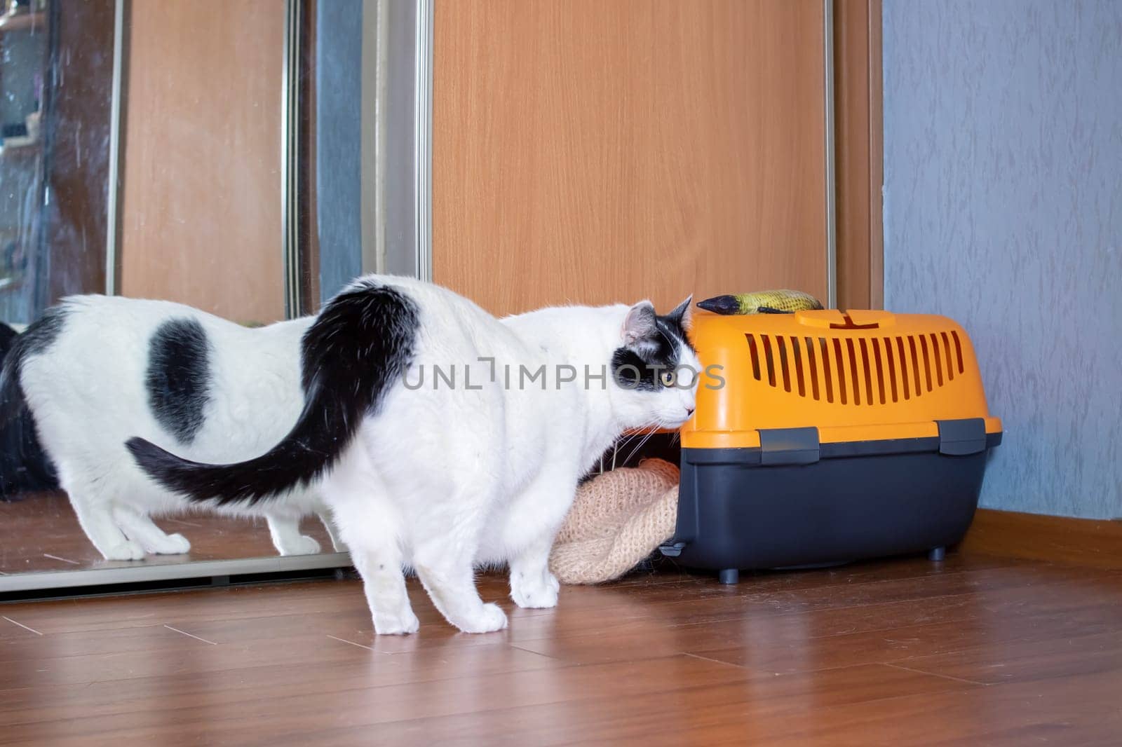 Fat white cat and orange plastic carrier by Vera1703