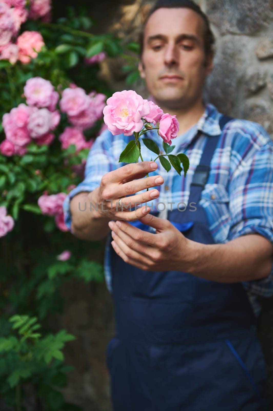 Selective focus on a bouquet of pink roses in the hands of blurred gardener, landscaper maintaining the landscape of the courtyard of a mansion, caring for plants in garden, cutting faded flowers