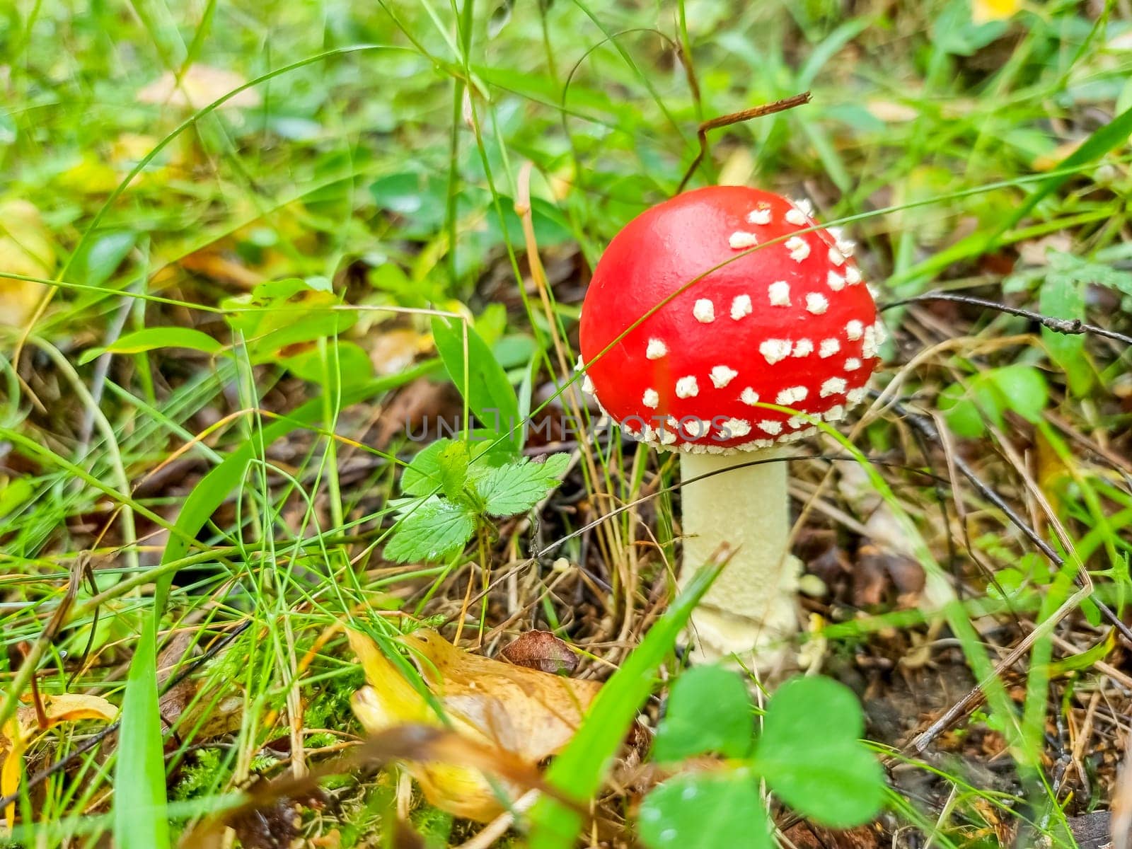 Red poisonous mushroom in nature, Amanita muscaria, fly agaric fungus in forest, fall background