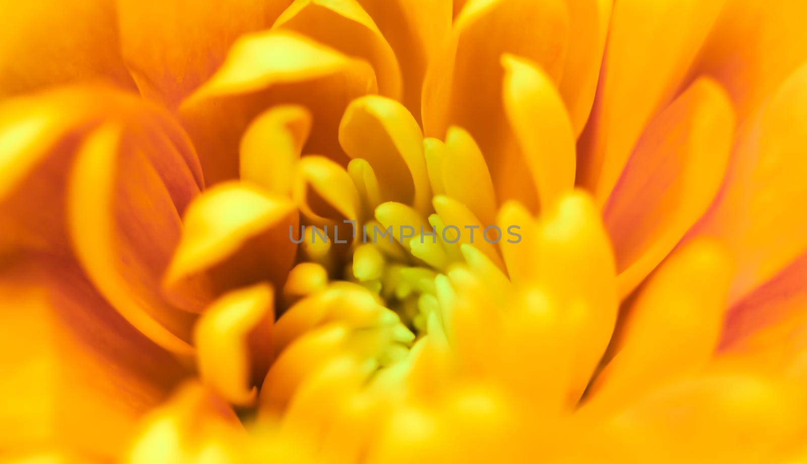 Abstract floral background, yellow chrysanthemum flower. Macro flowers backdrop for holiday brand design by Olayola