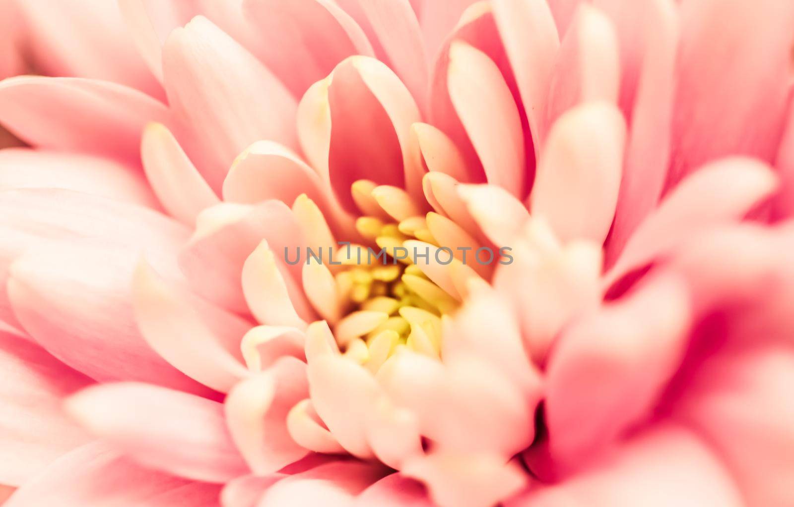 Retro art, vintage card and botanical concept - Abstract floral background, pink chrysanthemum flower. Macro flowers backdrop for holiday brand design