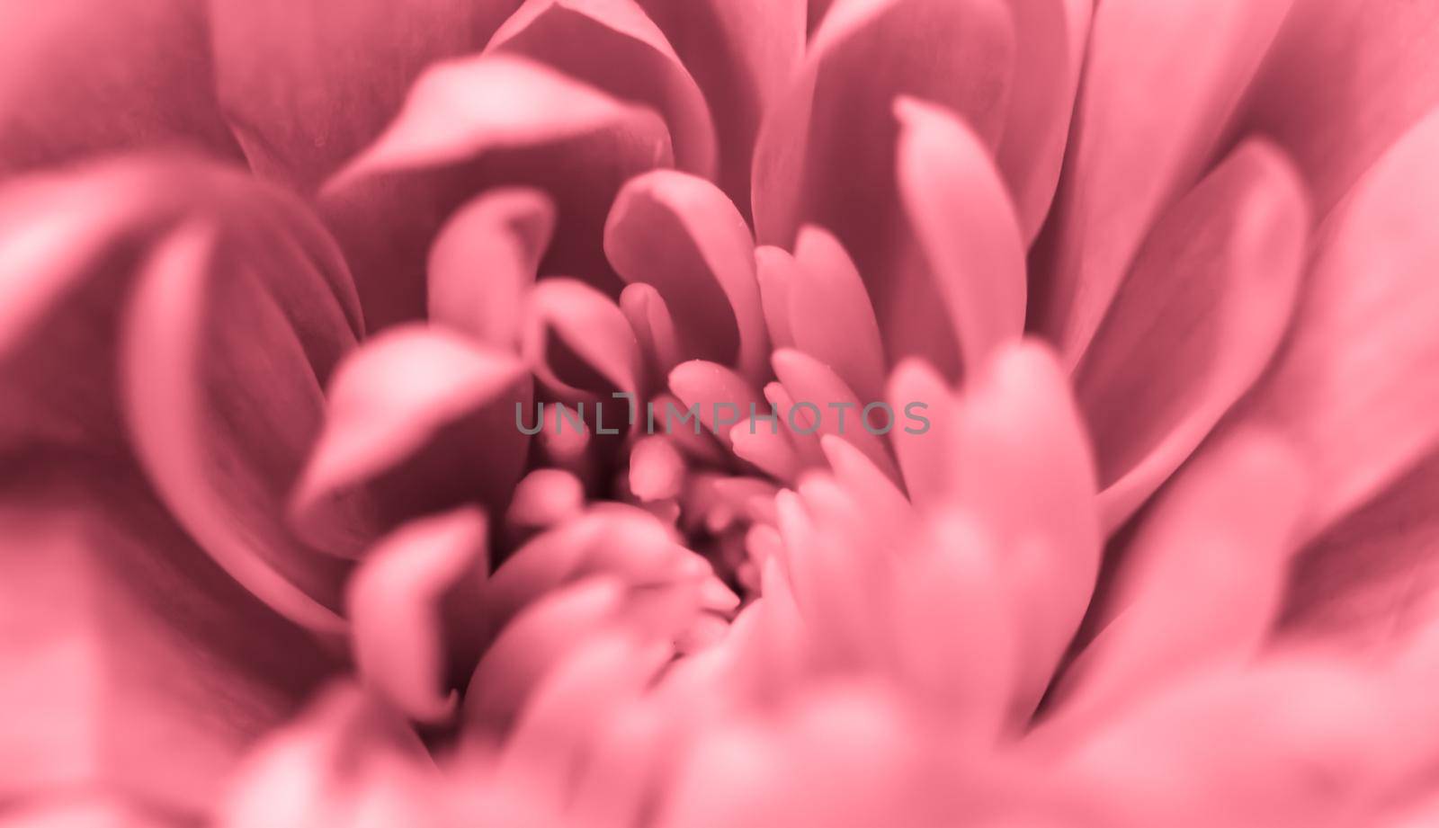 Abstract floral background, pink chrysanthemum flower. Macro flowers backdrop for holiday brand design by Olayola