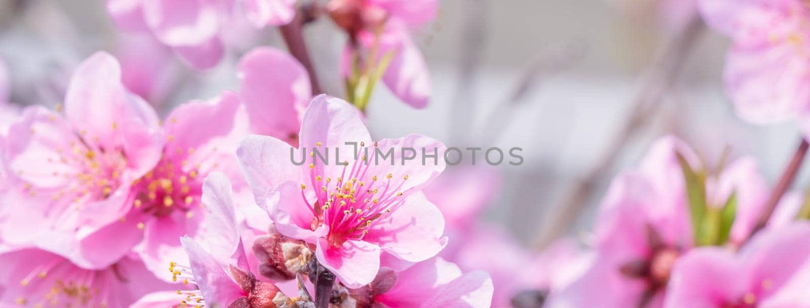 Beautiful and elegant pale light pink peach blossom flower on the tree branch at a public park garden in Spring, Japan. Blurred background. by ROMIXIMAGE