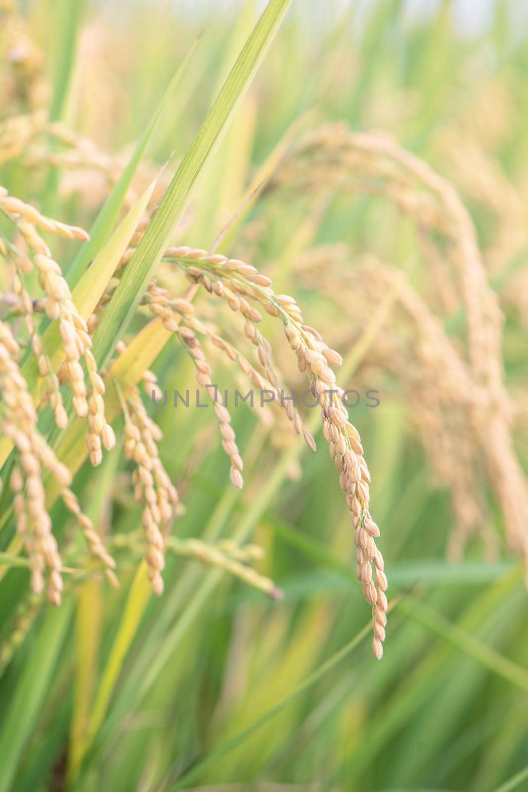 Yellow paddy field swaying over sunset day time in Asia. Raw short grain rice crop stalk, ears detals, organic agriculture farming concept, close up.