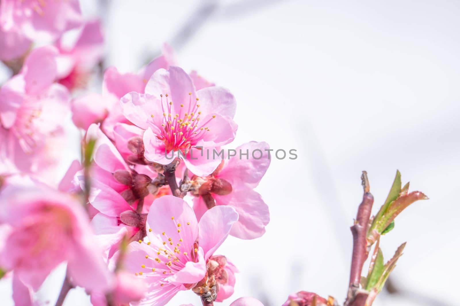 Beautiful and elegant pale light pink peach blossom flower on the tree branch at a public park garden in Spring, Japan. Blurred background.