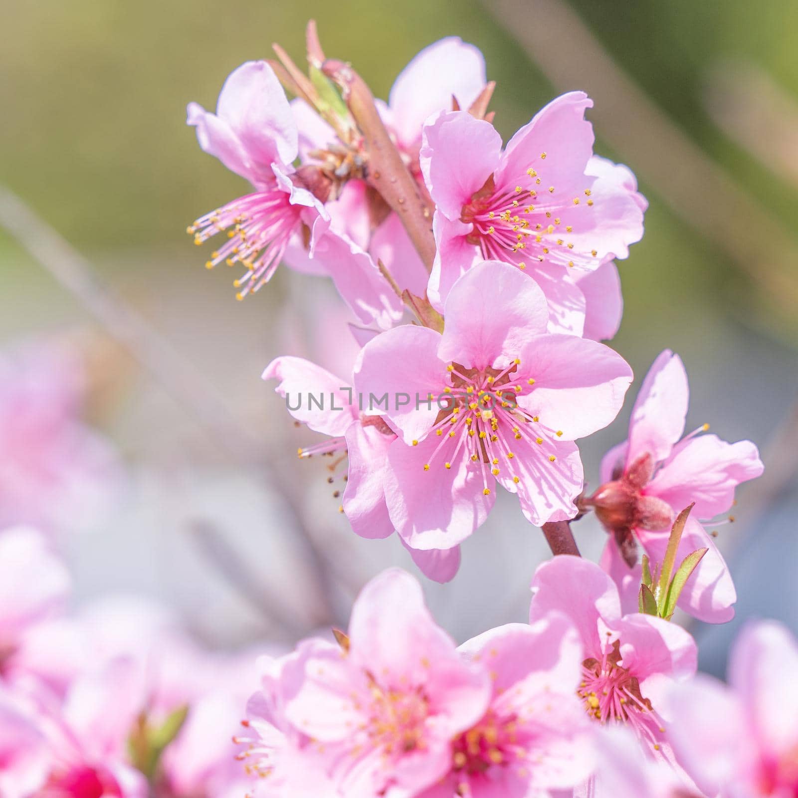 Beautiful and elegant pale light pink peach blossom flower on the tree branch at a public park garden in Spring, Japan. Blurred background.