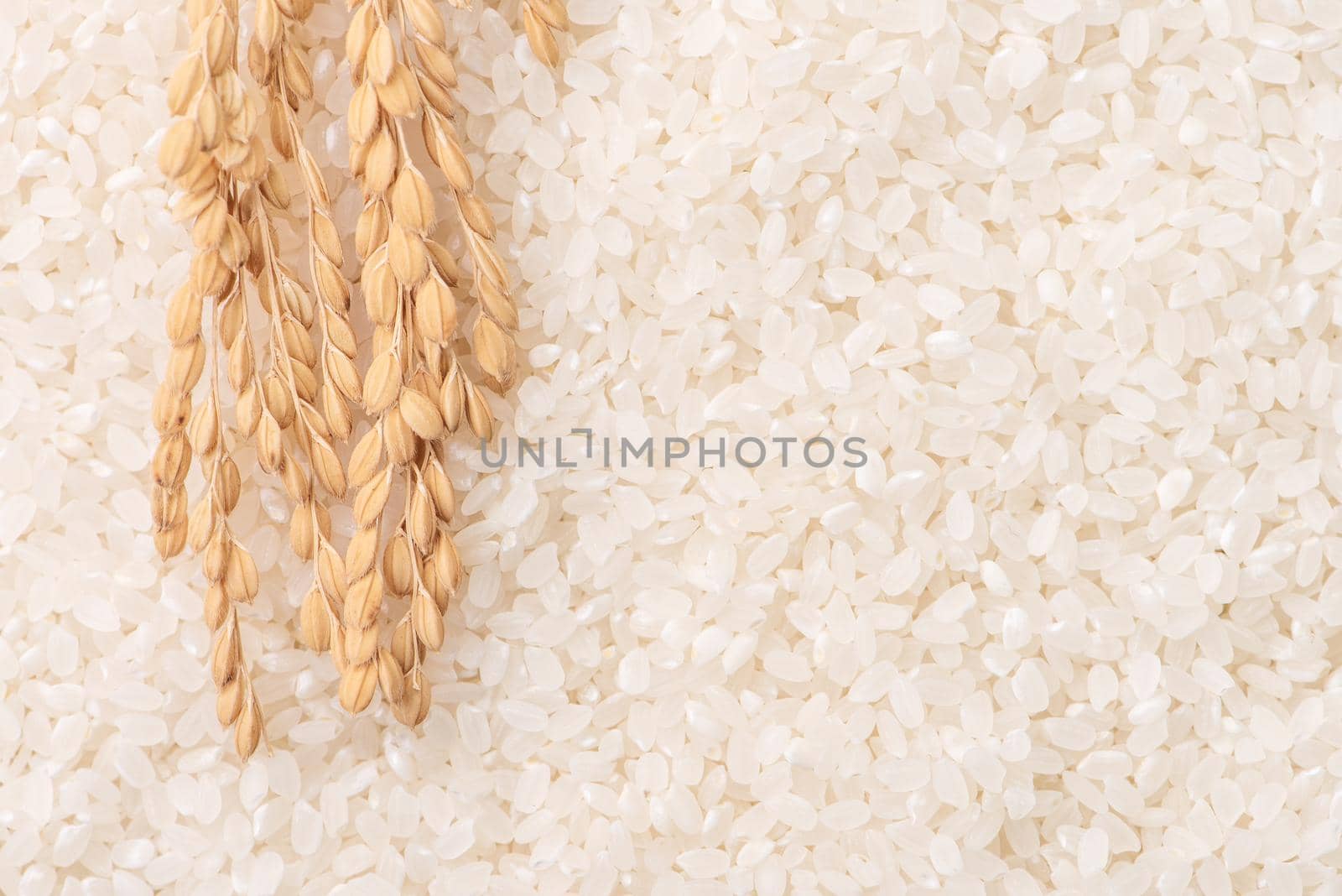 Raw white polished milled edible rice crop on white background in brown bowl, organic agriculture design concept. Staple food of Asia, close up.