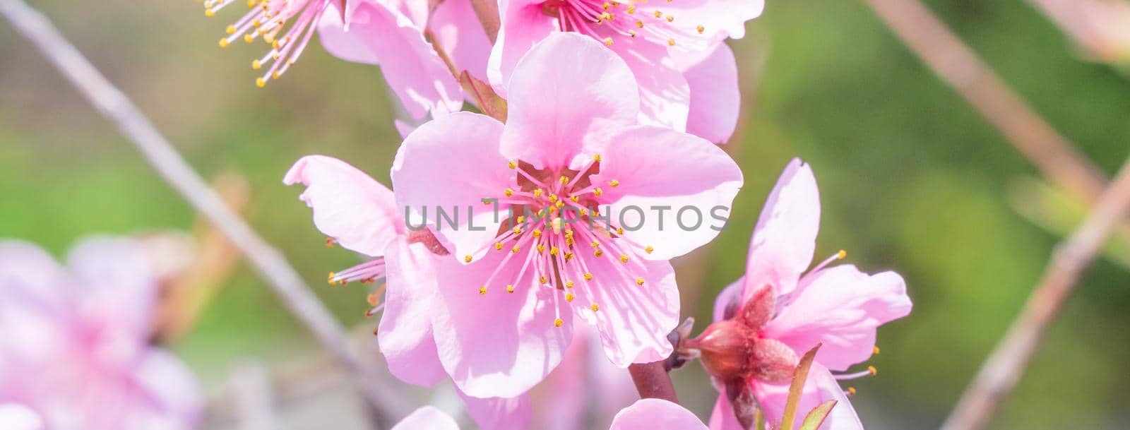 Beautiful and elegant pale light pink peach blossom flower on the tree branch at a public park garden in Spring, Japan. Blurred background. by ROMIXIMAGE