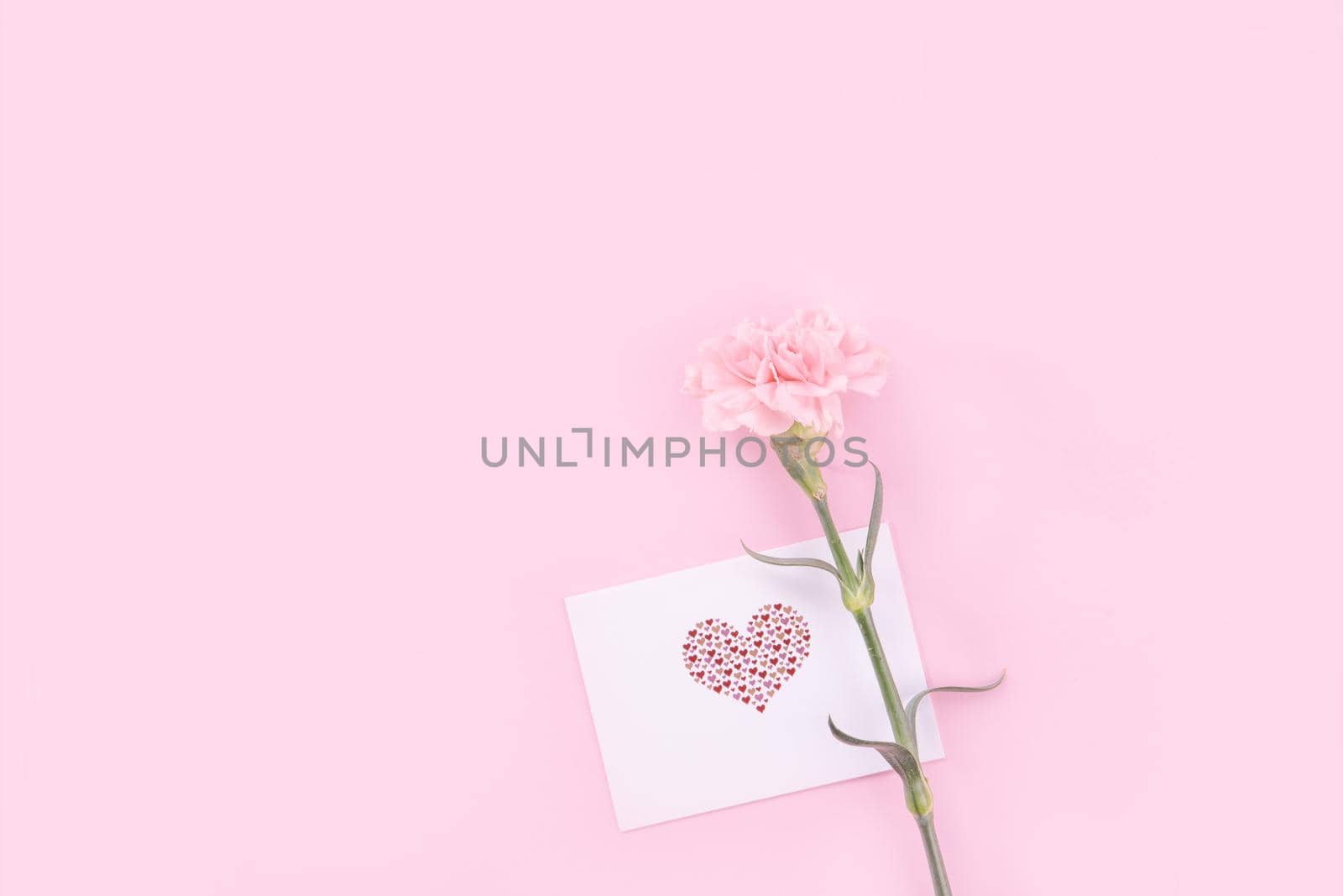 Beautiful, fresh elegant carnation flower bouquet with white greeting thanks gift card isolated on bright pink color background, top view, flat lay concept.