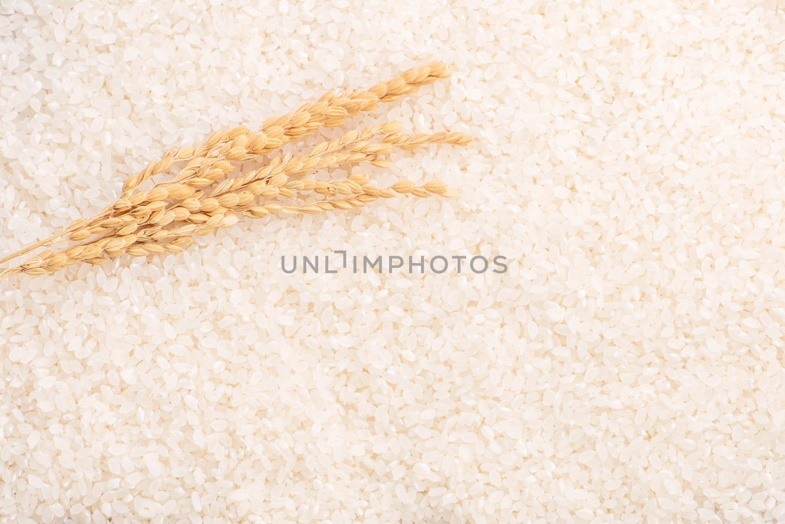 Raw white polished milled edible rice crop on white background in brown bowl, organic agriculture design concept. Staple food of Asia, close up.