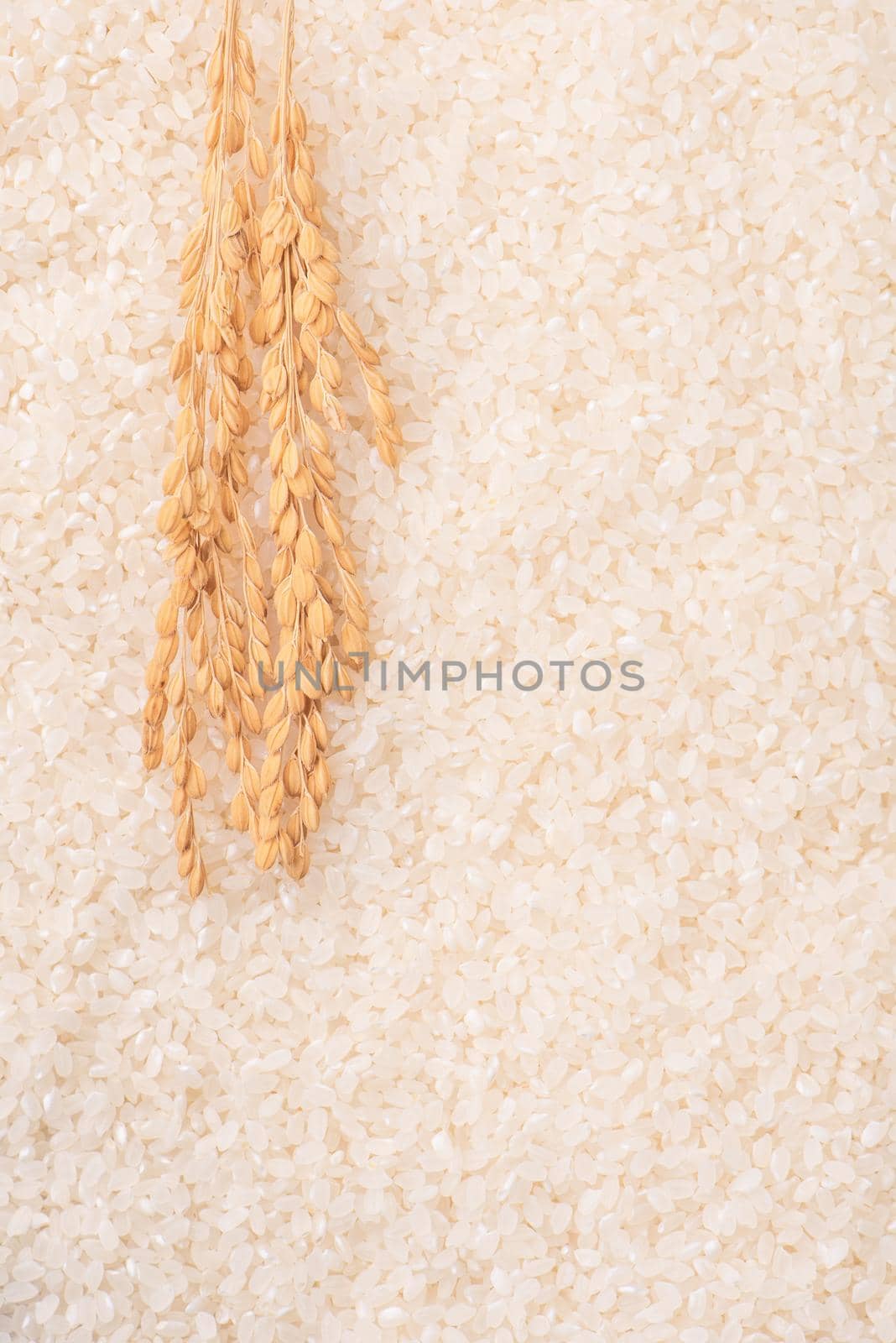 Raw white polished milled edible rice crop on white background in brown bowl, organic agriculture design concept. Staple food of Asia, close up. by ROMIXIMAGE