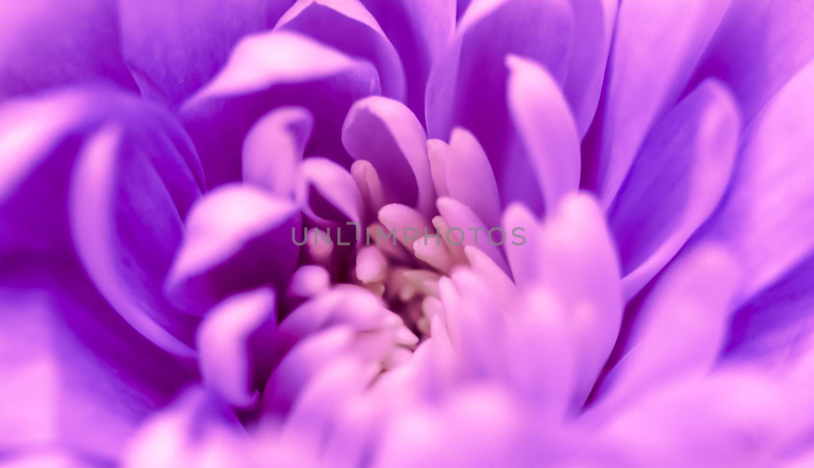 Abstract floral background, purple chrysanthemum flower. Macro flowers backdrop for holiday brand design by Olayola