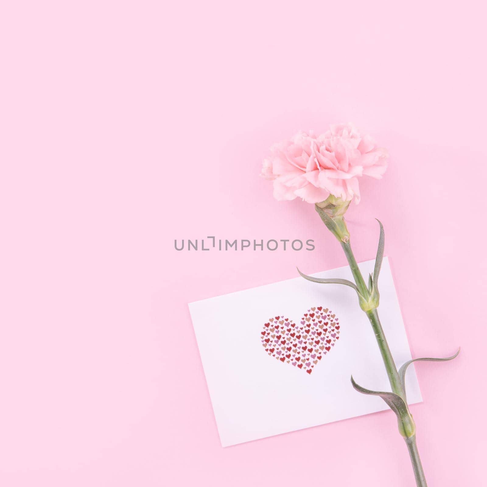 Beautiful, fresh elegant carnation flower bouquet with white greeting thanks gift card isolated on bright pink color background, top view, flat lay concept. by ROMIXIMAGE