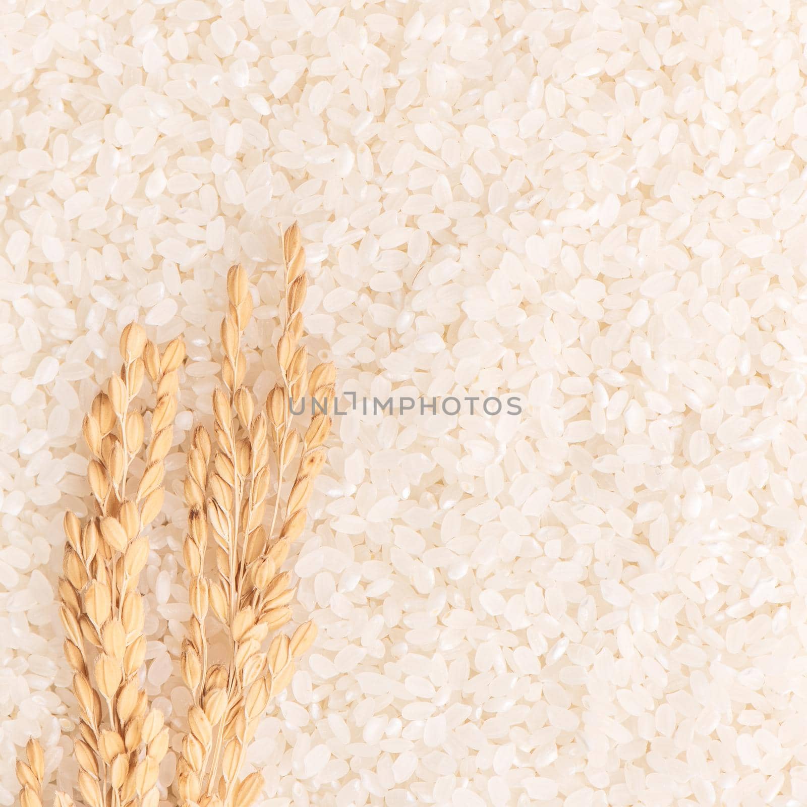 Raw white polished milled edible rice crop on white background in brown bowl, organic agriculture design concept. Staple food of Asia, close up. by ROMIXIMAGE