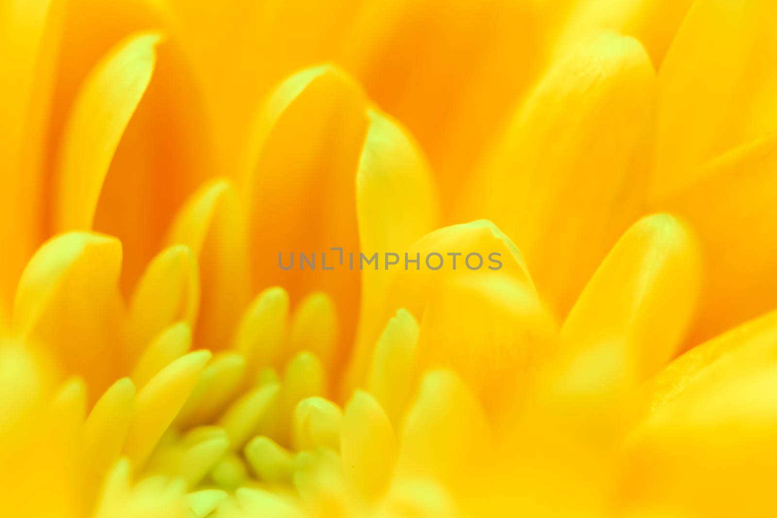 Abstract floral background, yellow chrysanthemum flower. Macro flowers backdrop for holiday brand design by Olayola