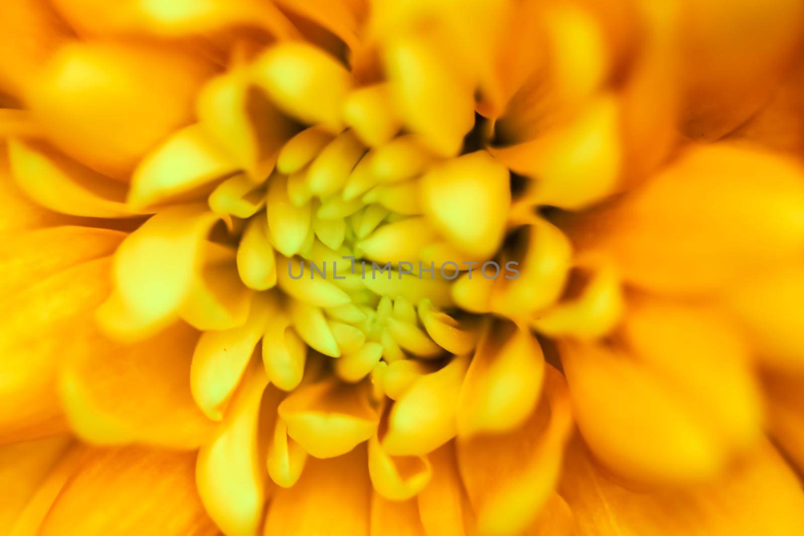 Abstract floral background, yellow chrysanthemum flower. Macro flowers backdrop for holiday brand design by Olayola