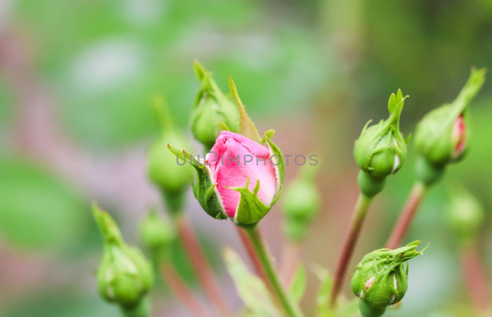 Soft pink rose Bonica buds in the garden. Perfect for background of greeting cards for birthday, Valentine's Day and Mother's Day