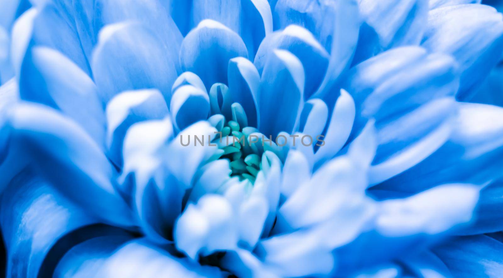 Abstract floral background, blue chrysanthemum flower. Macro flowers backdrop for holiday brand design by Olayola