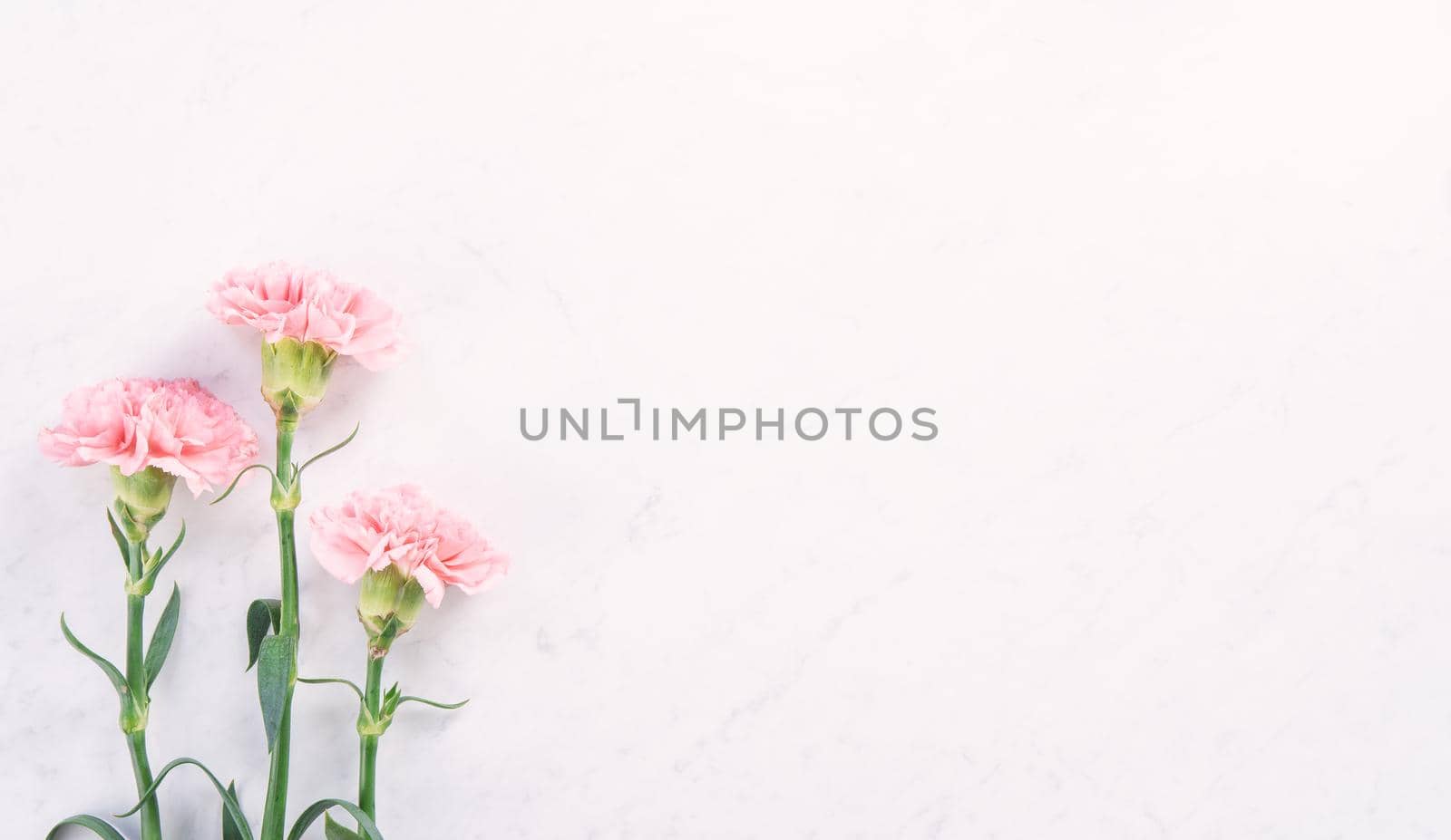 Beautiful, elegant pink carnation flower over bright white marble table background, concept of Mother's Day flower gift, top view, flat lay, overhead