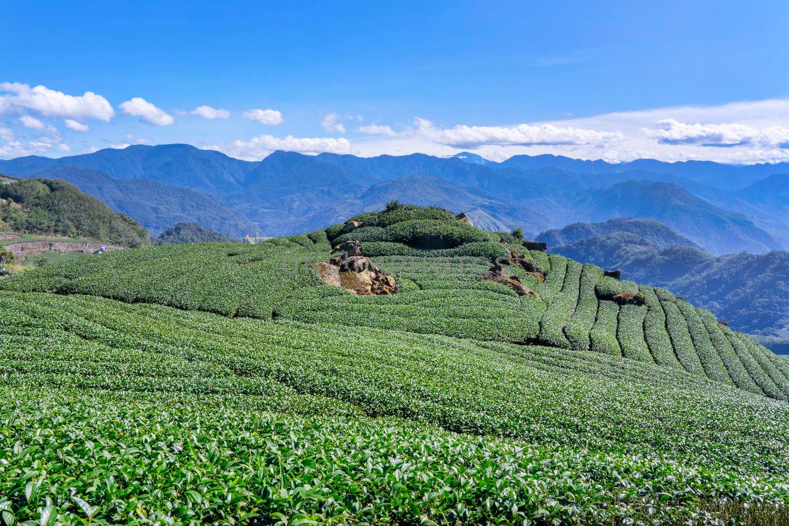 Beautiful tea garden rows scene isolated with blue sky and cloud, design concept for the tea product background, copy space, aerial view