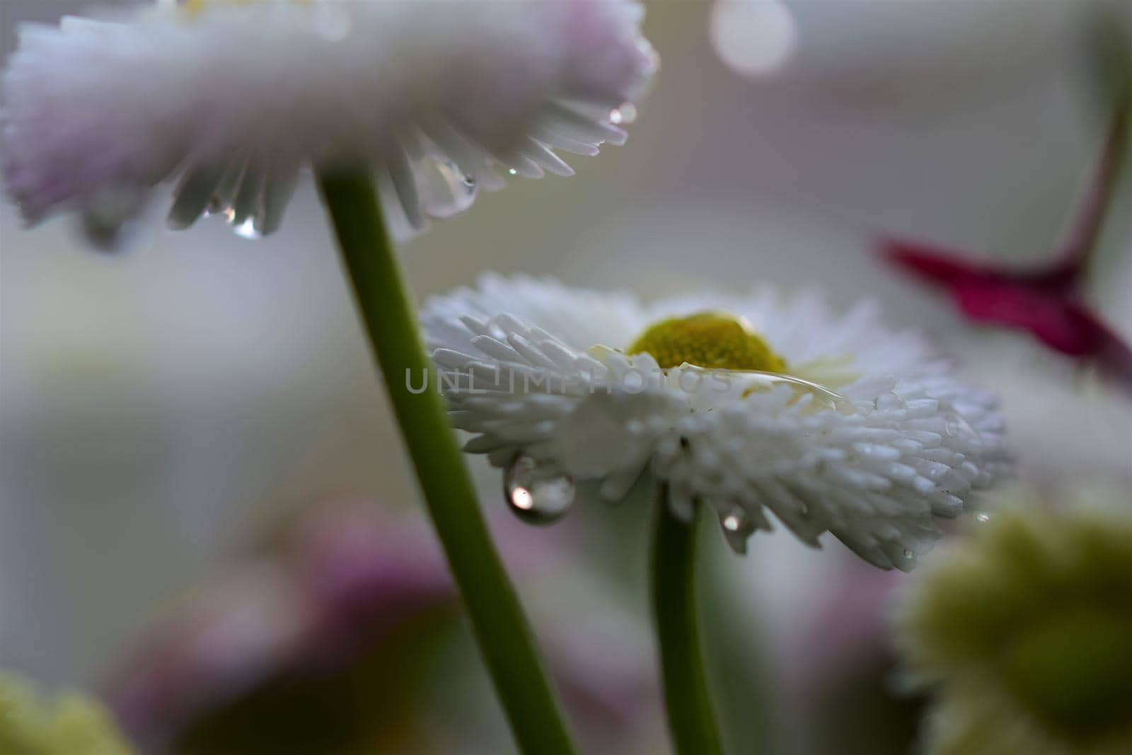 White english daisy after rain as a close-up