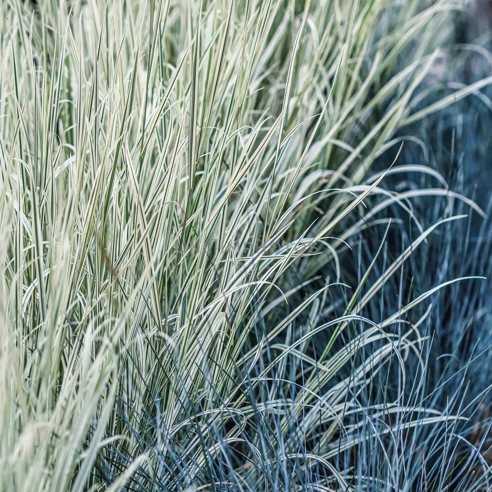 Decorative blue grass and white green striped. Blue Fescue and Arrhenatherum elatius bulbosum variegatum. Natural background