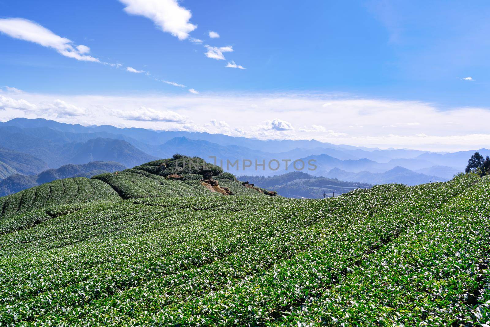 Beautiful tea garden rows scene isolated with blue sky and cloud, design concept for the tea product background, copy space, aerial view