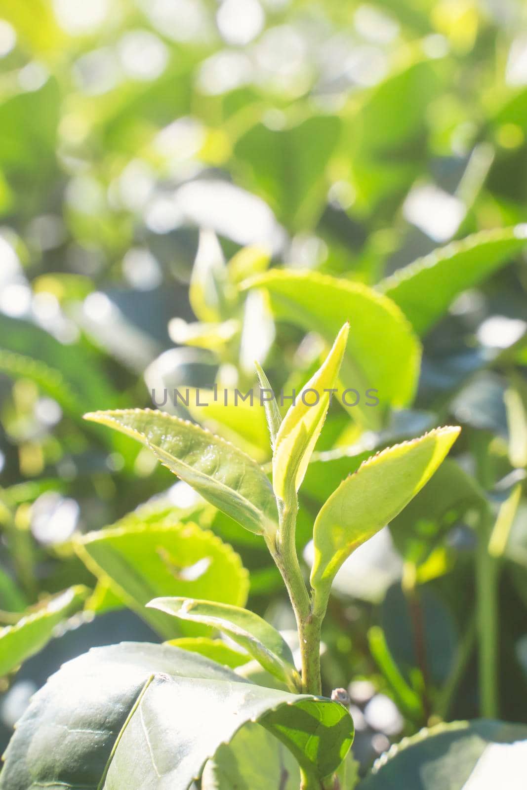 Beautiful green tea crop leaf in the morning with sun flare sunlight, fresh sprout on the tree plant design concept, close up, macro. by ROMIXIMAGE