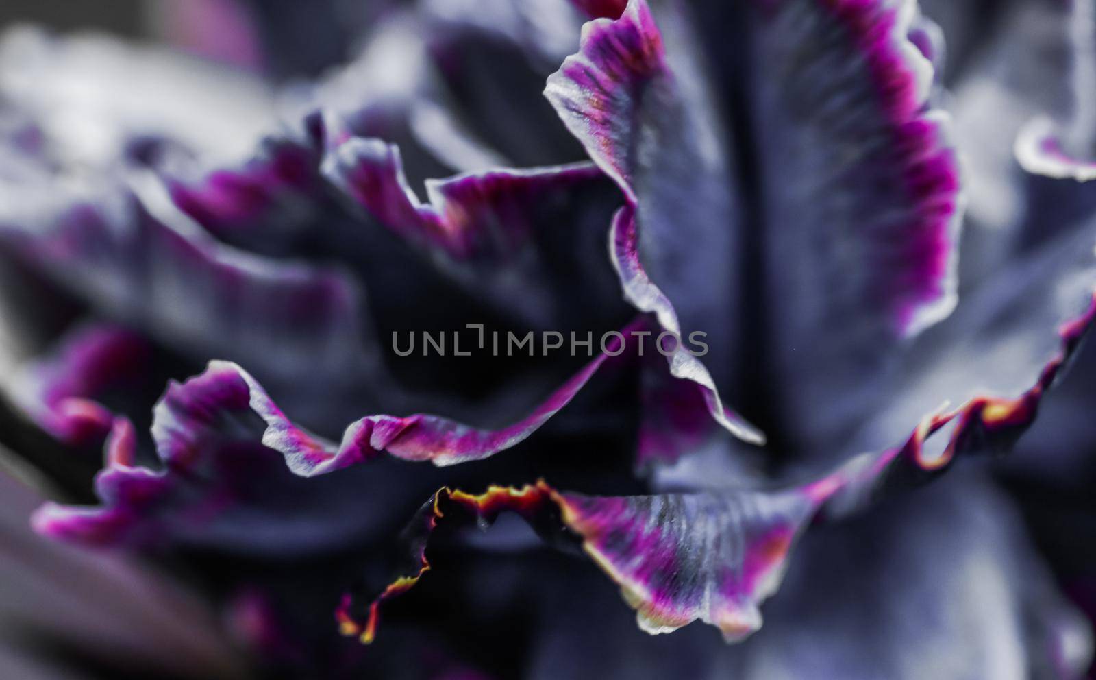 Abstract floral background, black carnation flower. Macro flowers backdrop for holiday brand design by Olayola