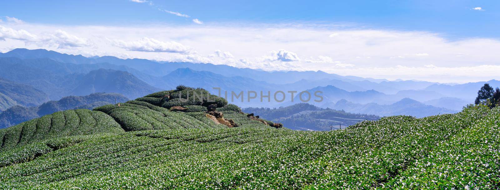 Beautiful green tea crop garden rows scene with blue sky and cloud, design concept for the fresh tea product background, copy space. by ROMIXIMAGE