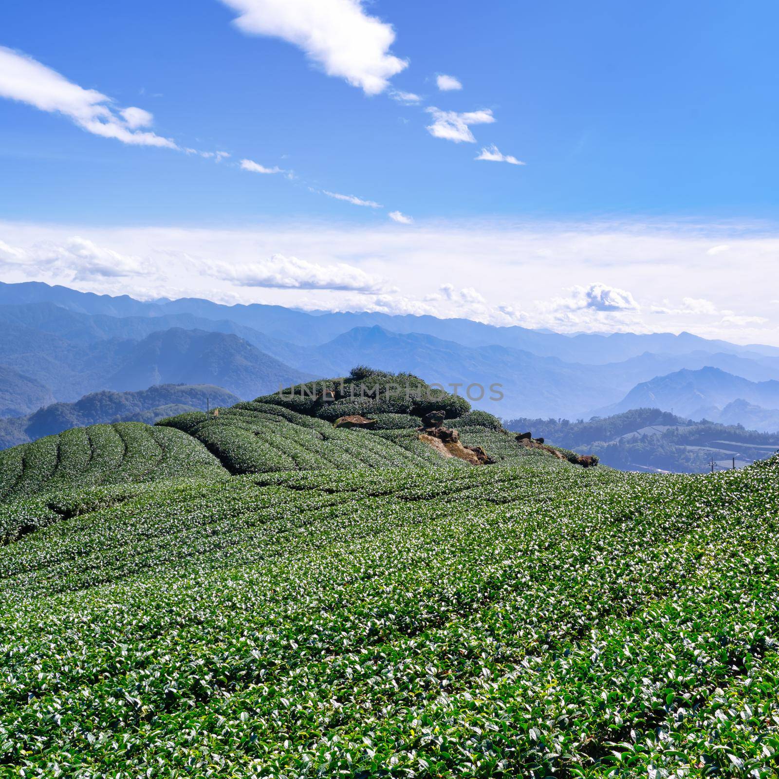 Beautiful tea garden rows scene isolated with blue sky and cloud, design concept for the tea product background, copy space, aerial view by ROMIXIMAGE