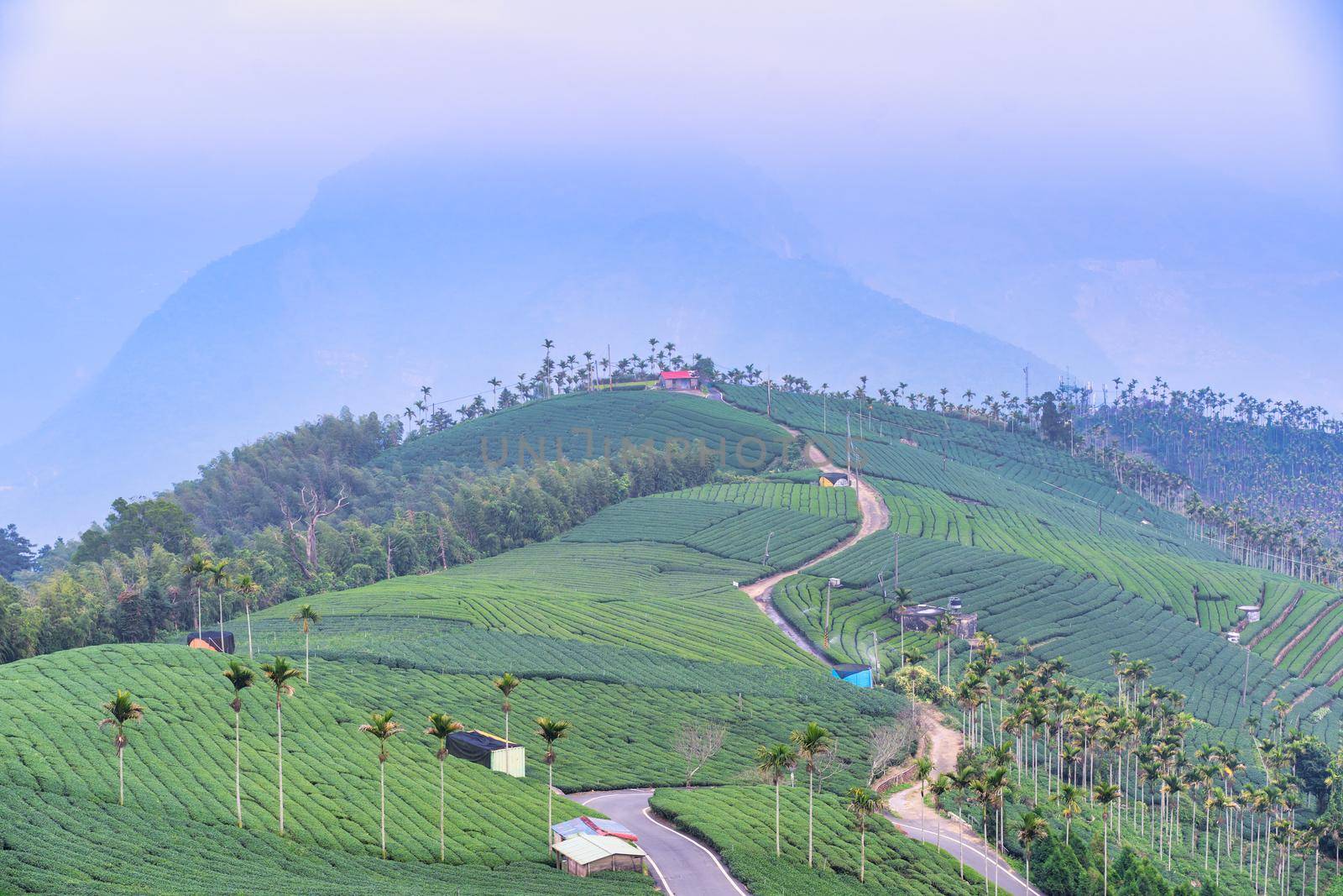 Beautiful green tea crop garden rows scene with blue sky and cloud, design concept for the fresh tea product background, copy space.