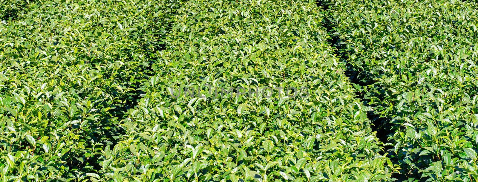 Beautiful green tea crop garden rows scene with blue sky and cloud, design concept for the fresh tea product background, copy space. by ROMIXIMAGE