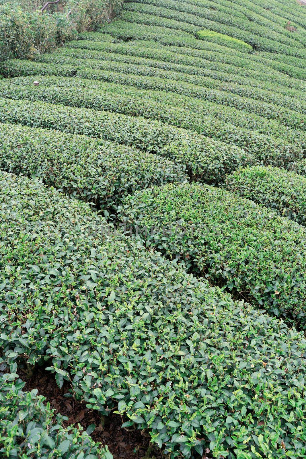 Beautiful green tea crop garden rows scene with blue sky and cloud, design concept for the fresh tea product background, copy space. by ROMIXIMAGE