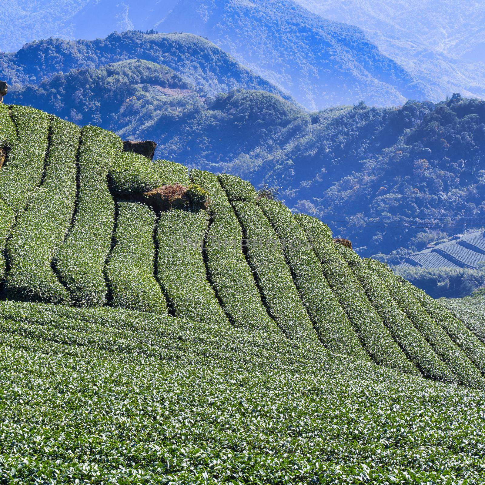 Beautiful green tea crop garden rows scene with blue sky and cloud, design concept for the fresh tea product background, copy space.