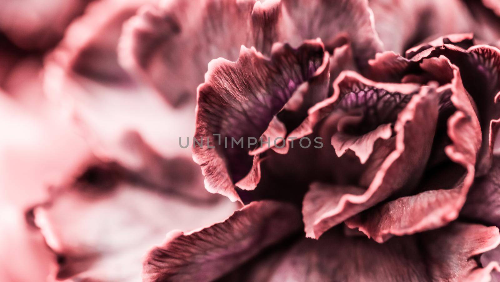 Abstract floral background, pink carnation flower. Macro flowers backdrop for holiday brand design by Olayola