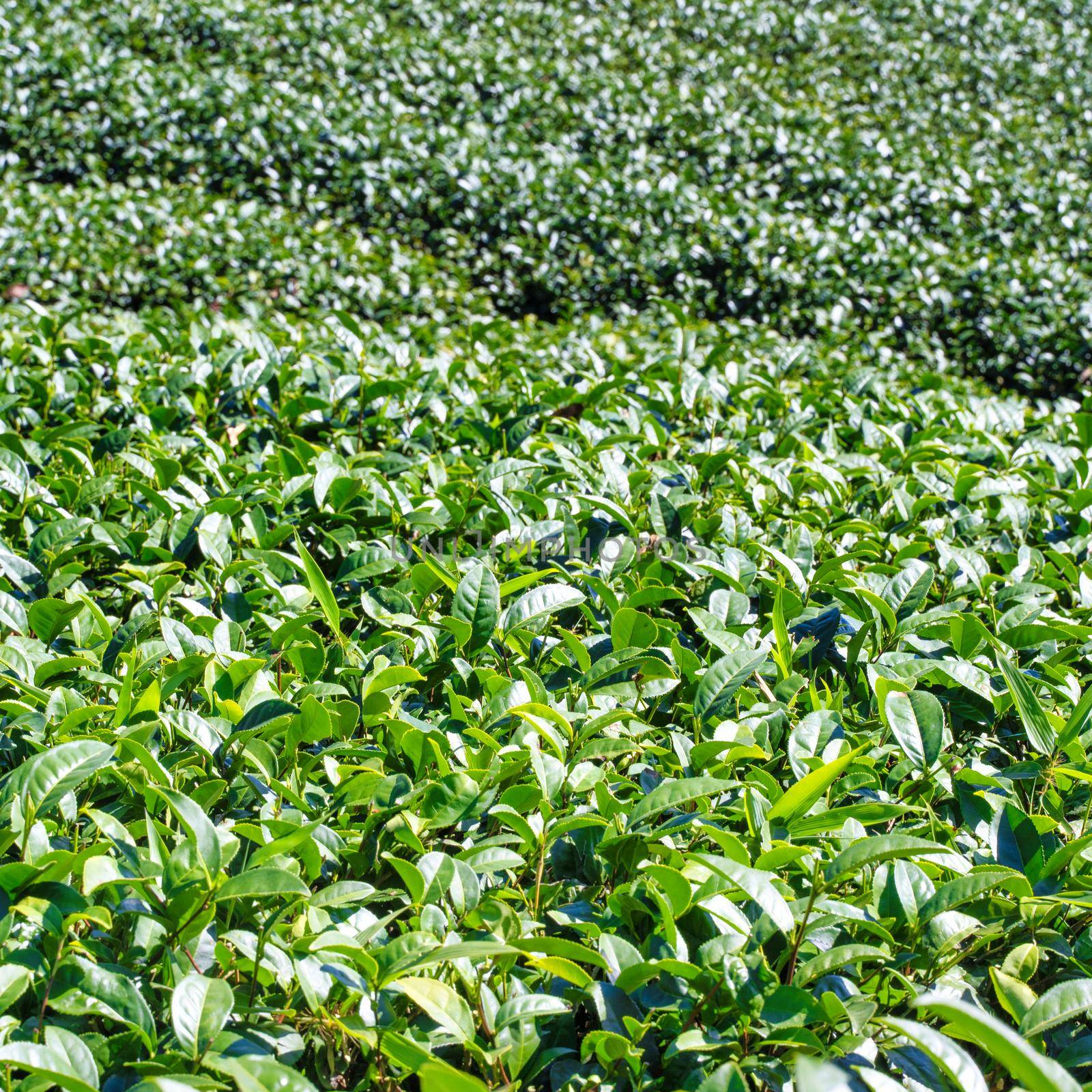 Beautiful green tea crop garden rows scene with blue sky and cloud, design concept for the fresh tea product background, copy space. by ROMIXIMAGE