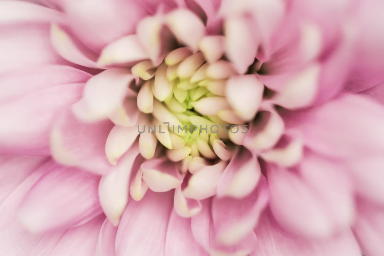 Abstract floral background, pink chrysanthemum flower. Macro flowers backdrop for holiday brand design by Olayola