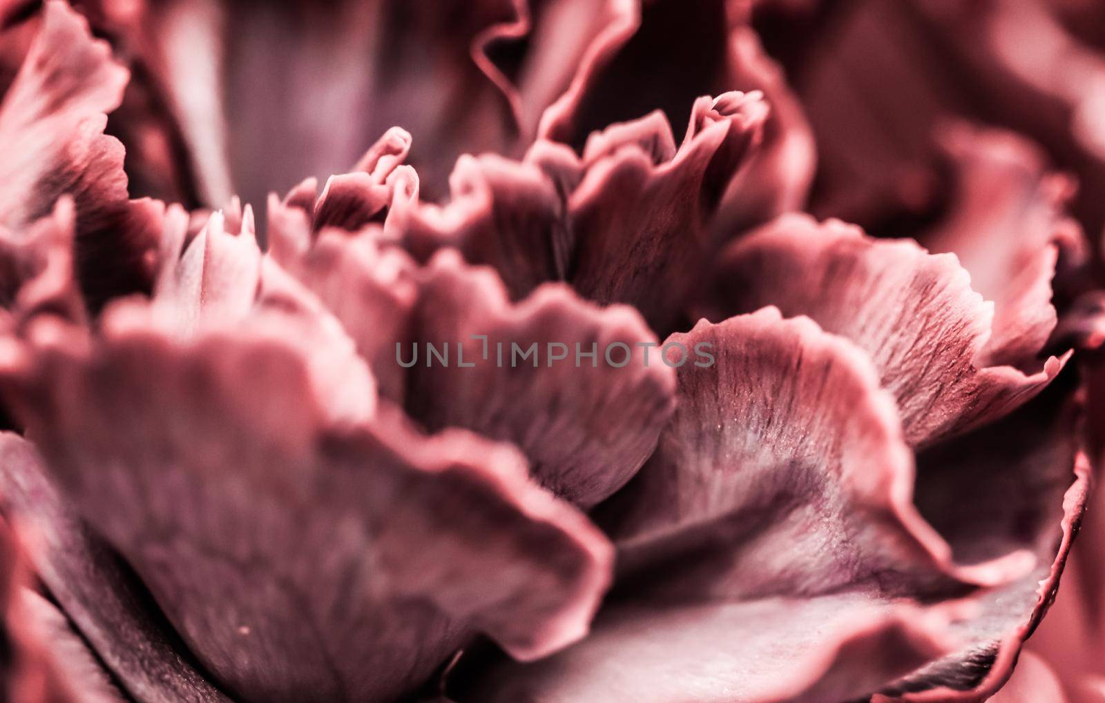 Abstract floral background, pink carnation flower. Macro flowers backdrop for holiday brand design by Olayola