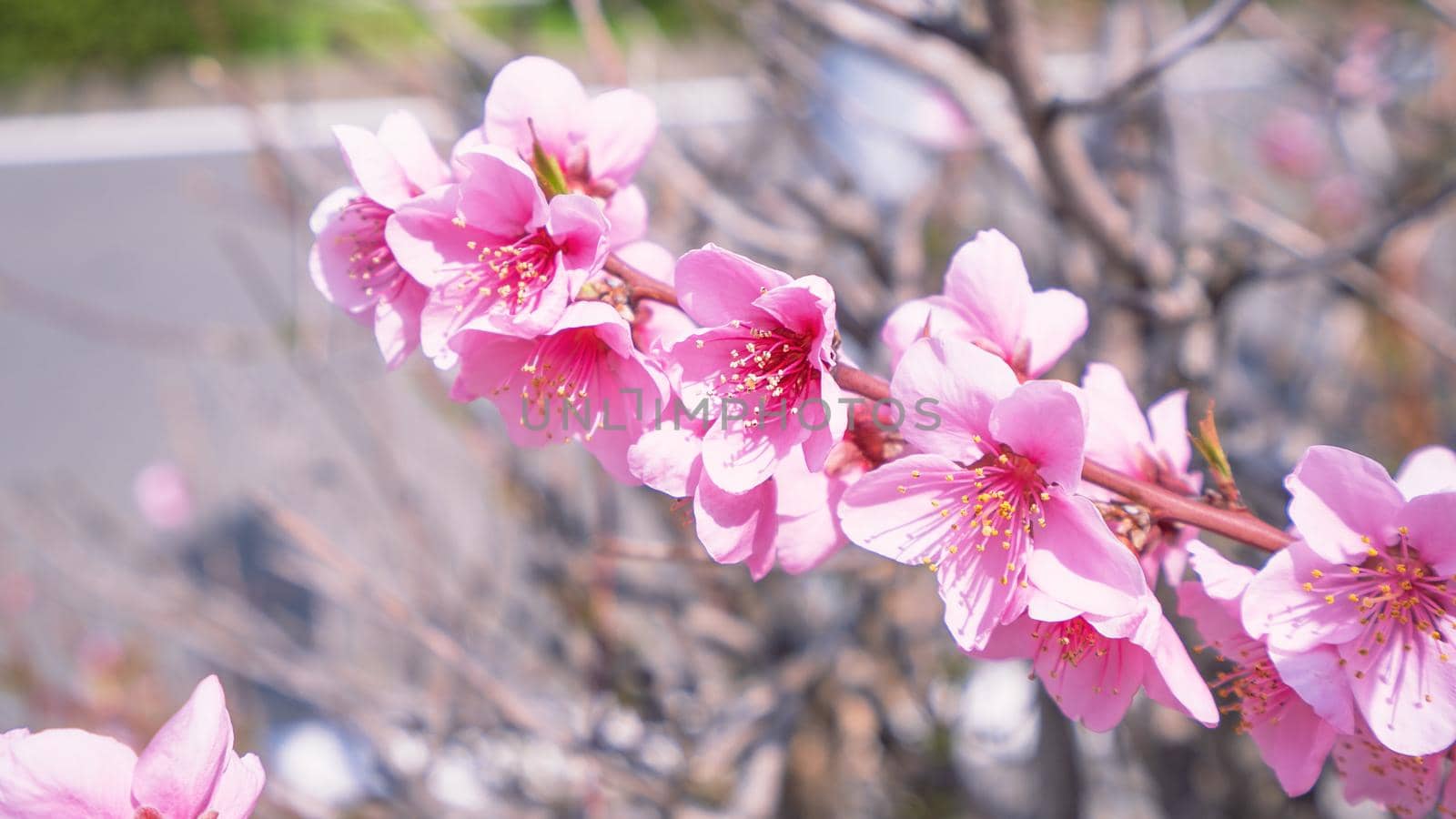 Beautiful and elegant pale light pink peach blossom flower on the tree branch at a public park garden in Spring, Japan. Blurred background.