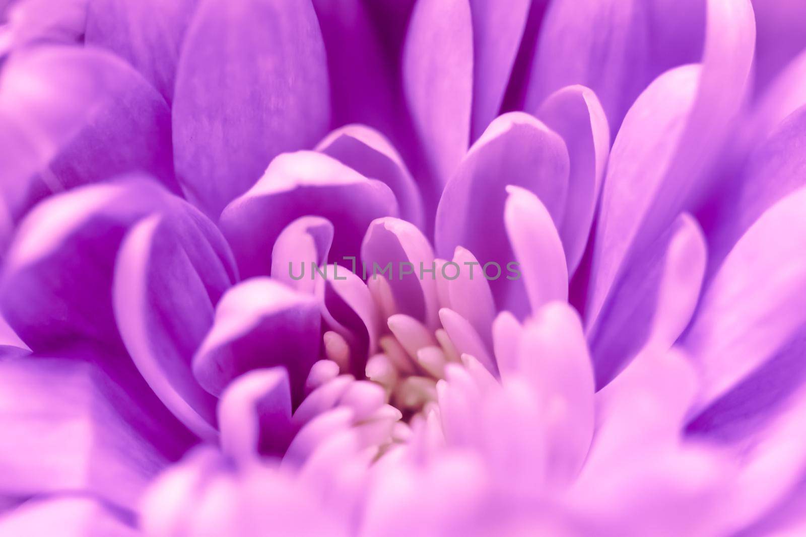 Abstract floral background, purple chrysanthemum flower. Macro flowers backdrop for holiday brand design by Olayola