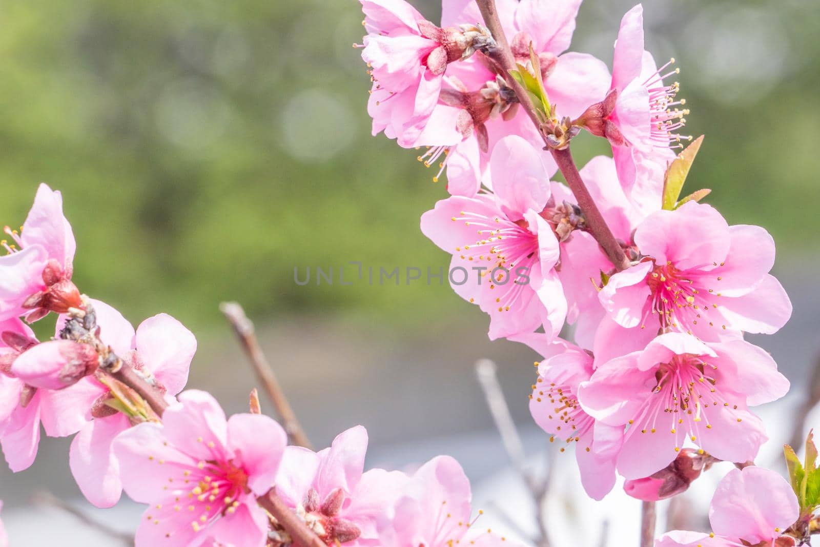 Beautiful and elegant pale light pink peach blossom flower on the tree branch at a public park garden in Spring, Japan. Blurred background.