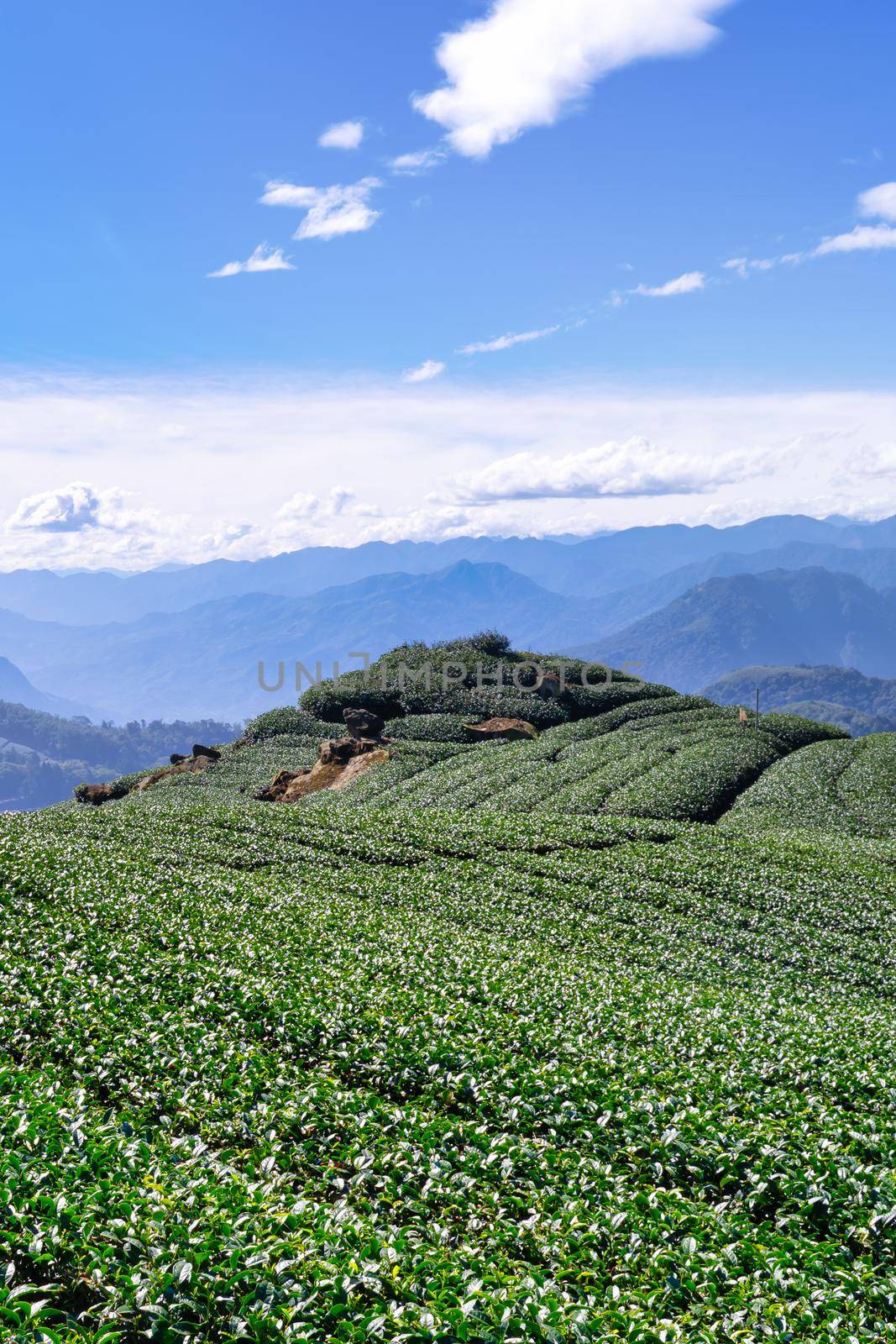 Beautiful green tea crop garden rows scene with blue sky and cloud, design concept for the fresh tea product background, copy space.