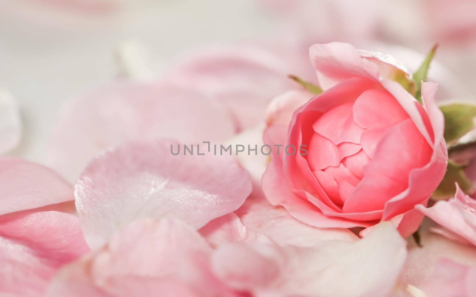 Soft focus, abstract floral background, bud of pink rose flower. Macro flowers backdrop for holiday brand design by Olayola