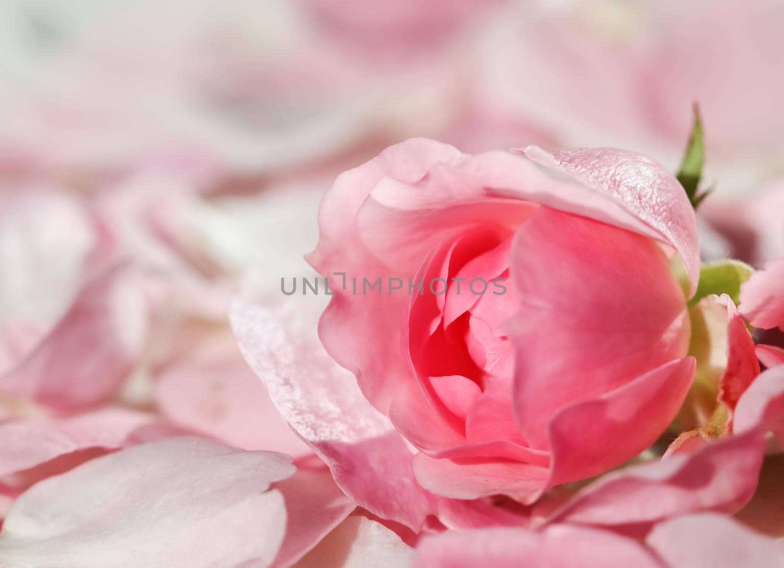 Soft focus, abstract floral background, bud of pink rose flower. Macro flowers backdrop for holiday brand design by Olayola