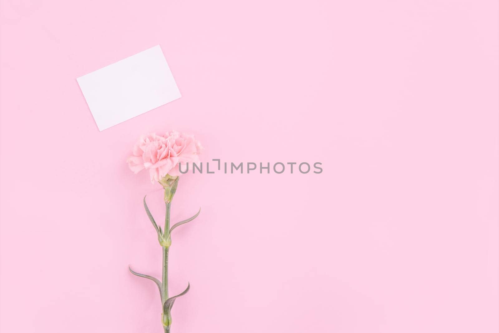 Beautiful, fresh elegant carnation flower bouquet with white greeting thanks gift card isolated on bright pink color background, top view, flat lay concept.